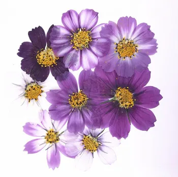 100 adet 4-7cm Kurutulmuş Preslenmiş Mor Cosmos Bipinnata Cav. Çiçek kartpostal takı imi zanaat DIY çiçek aksesuarları 100p