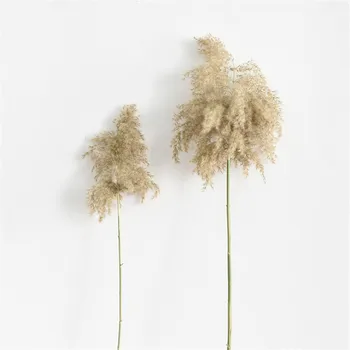 5 Sapları Kurutulmuş Pampas Çim Bitkileri Ham Renk Doğal Kamış Phragmites Çiçek Demet Kabarık Uzun Boylu 20-22 